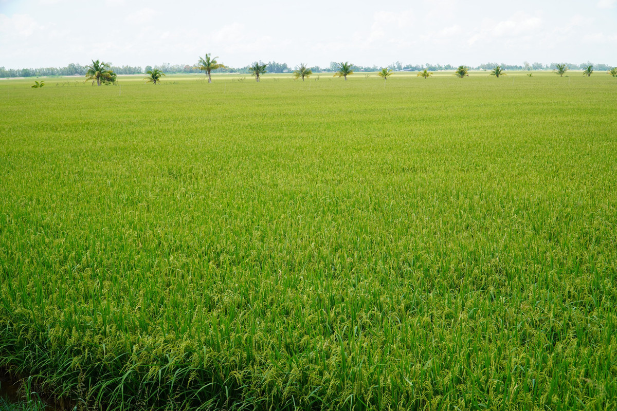 Giá lúa tăng cao, nhiều nơi thương lái mua 9.400 đồng/kg - Hình 2 Gia lua tang cao, nhieu noi thuong lai mua 9.400 dong/kg-Hinh-2