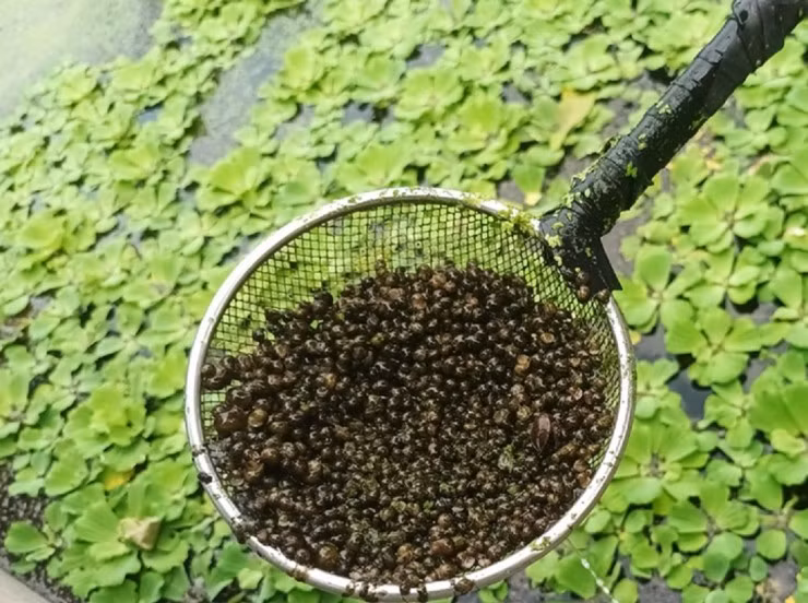 Nuoi con vat tuong vo bo, ai ngo bo tui nhe 150 trieu-Hinh-2