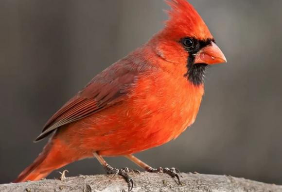 Trong tu nhien, tai sao chim duc thuong dep hon chim cai?