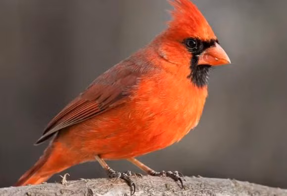 Trong tu nhien, tai sao chim duc thuong dep hon chim cai?