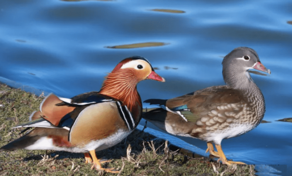 Trong tu nhien, tai sao chim duc thuong dep hon chim cai?-Hinh-3