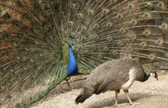Trong tu nhien, tai sao chim duc thuong dep hon chim cai?-Hinh-2