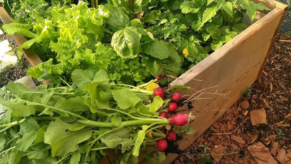 Khu vuon xanh muot cua co gai trong cay gi cung tot tuoi-Hinh-7