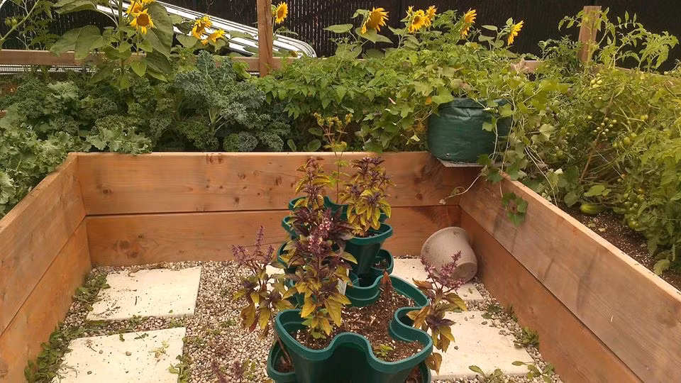 Khu vuon xanh muot cua co gai trong cay gi cung tot tuoi-Hinh-8