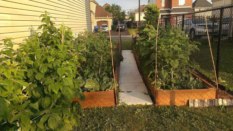 Khu vuon xanh muot cua co gai trong cay gi cung tot tuoi-Hinh-2