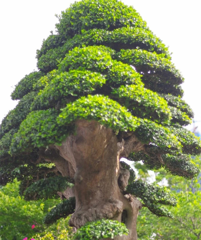 Cay dui 1000 tuoi noi tieng nhat Binh Dinh: tra 23 ty khong ban-Hinh-4