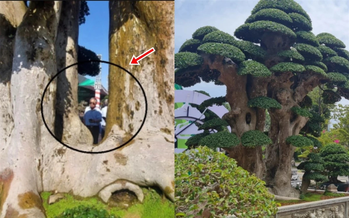 Cây dúi 1000 tuổi nổi tiếng nhất Bình Định: trả 23 tỷ không bán Cay dui 1000 tuoi noi tieng nhat Binh Dinh: tra 23 ty khong ban