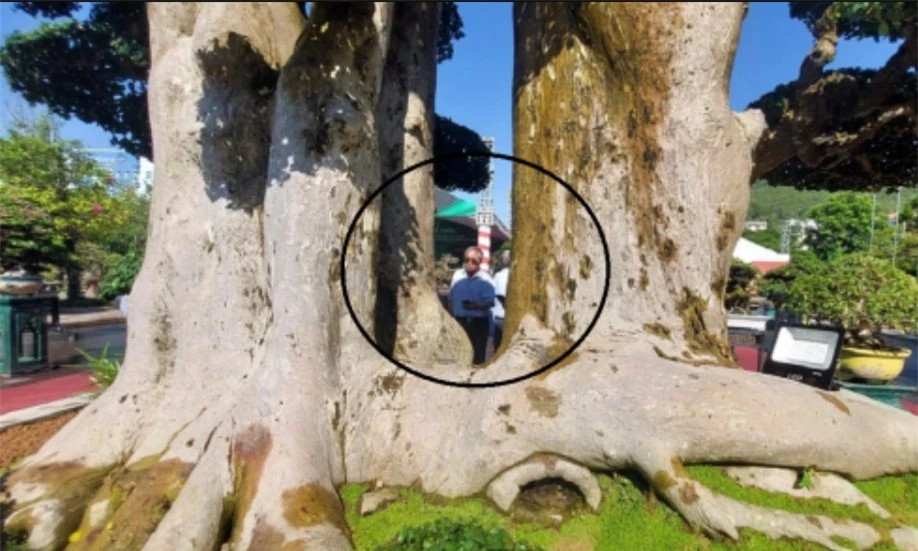 Cây dúi 1000 tuổi nổi tiếng nhất Bình Định: trả 23 tỷ không bán - Hình 3 Cay dui 1000 tuoi noi tieng nhat Binh Dinh: tra 23 ty khong ban-Hinh-3