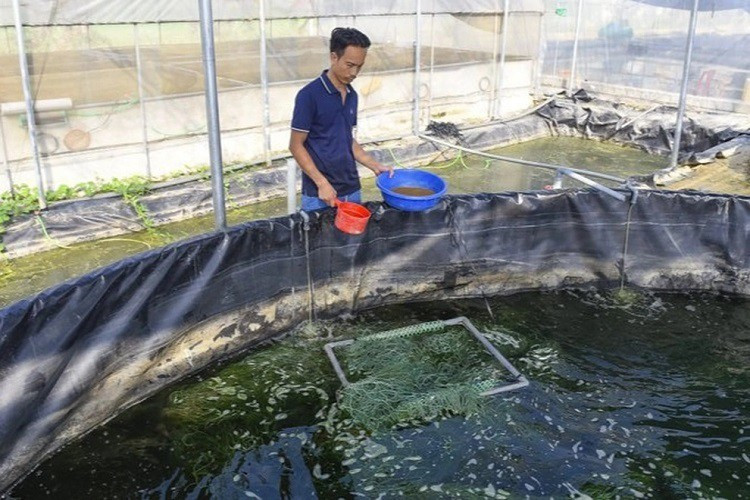 8x nuoi loai ca dac san, gia 900 nghin dong/kg van khong du ban-Hinh-4