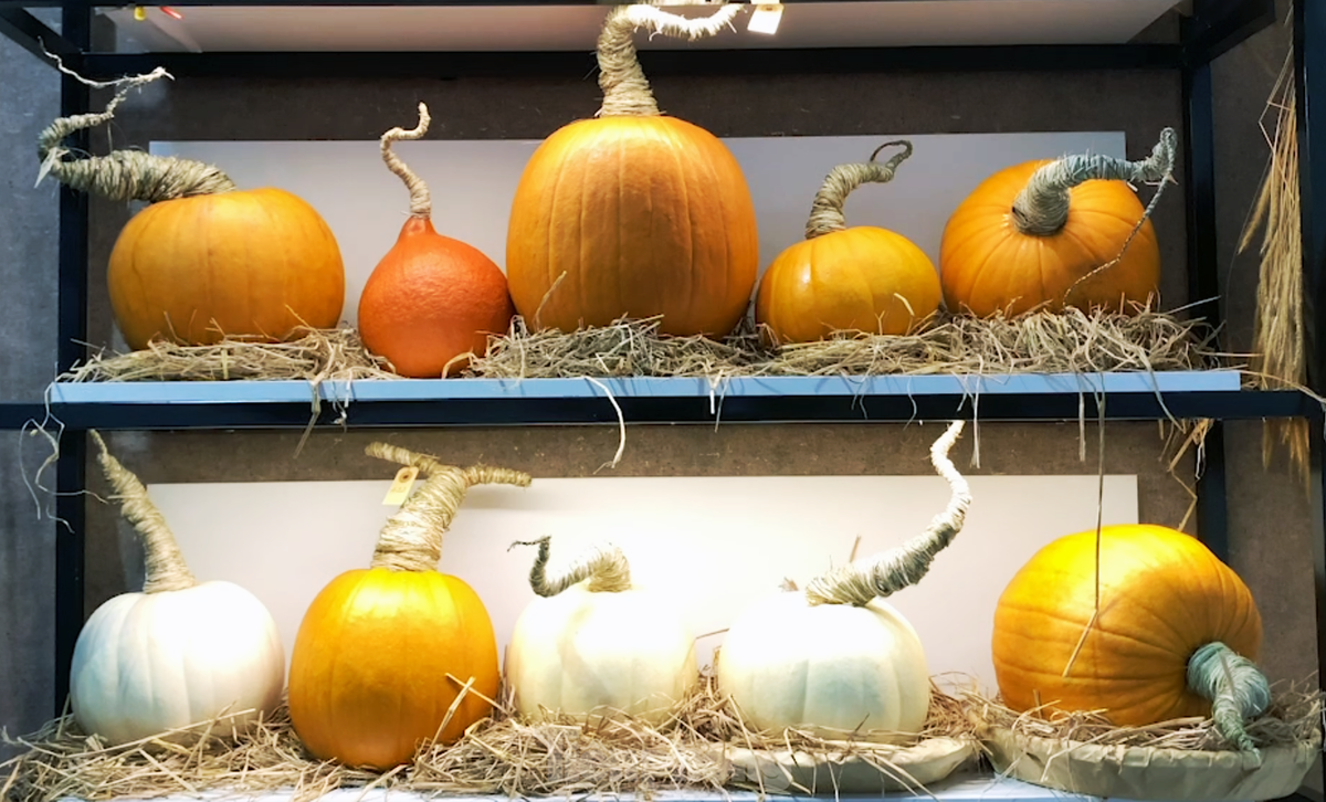 Bên cạnh đó, bí “khổng lồ” size 30-40kg cũng được một số cửa hàng nhập về để phục vụ các khách hàng muốn trang trí quán café hoặc đặt trong phòng khách lớn. Giá của bí “khổng lồ” cũng khá “khủng”, dao động từ 2-4 triệu đồng/quả tùy kích thước.