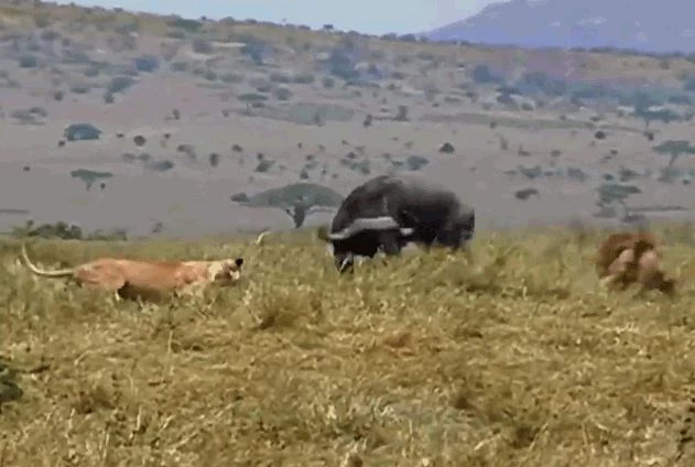 Clip: Trau rung the hien suc manh, huc bay su tu tao duong thoat than