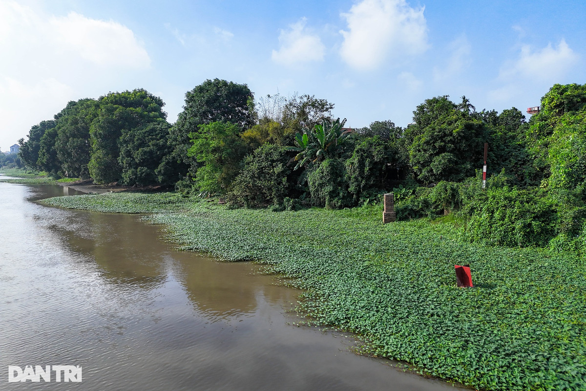 Hai bên bờ sông Bắc Hưng Hải, đoạn qua địa bàn xã Thanh Long nhiều bèo, rau muống sinh sống gây khó khăn cho việc tìm kiếm các nạn nhân.