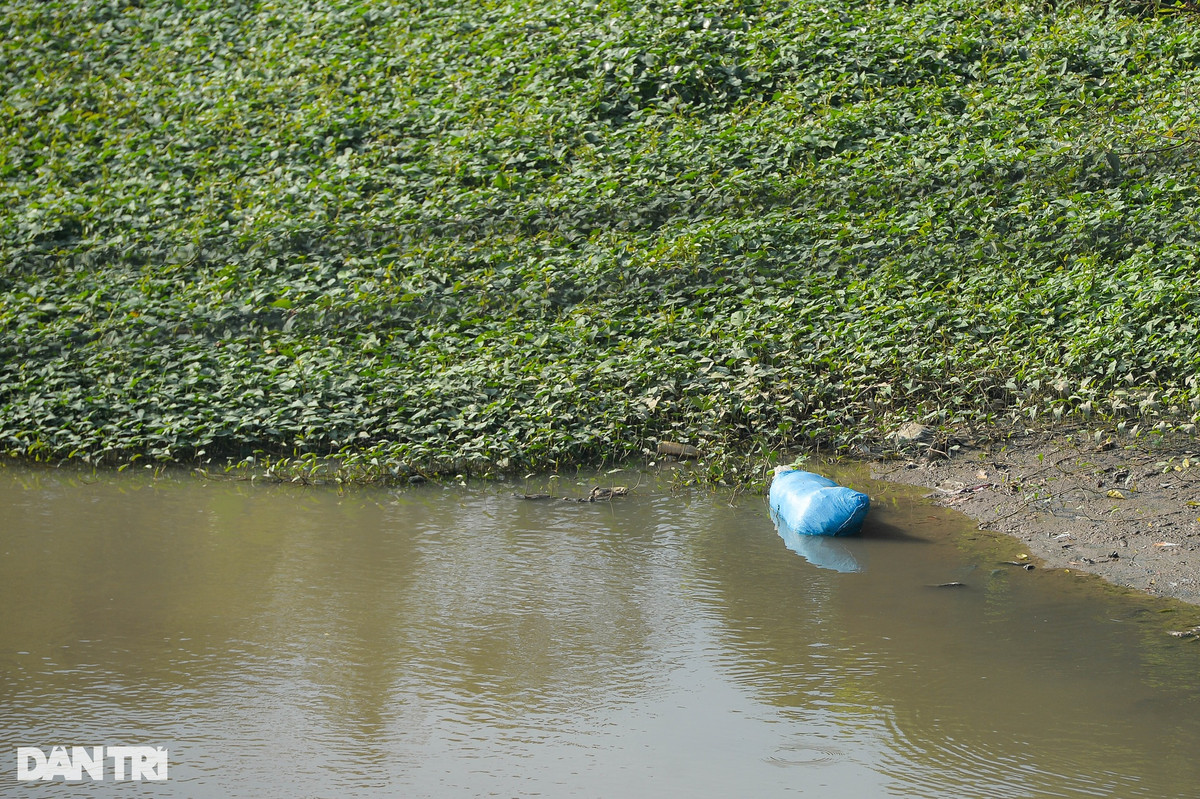 Khu vực phát hiện thi thể cháu Q.A. nằm sát bụi rau muống.