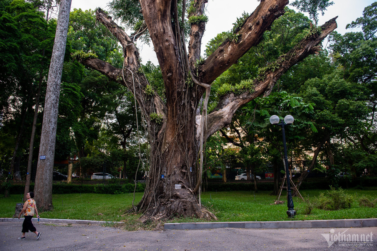Cây cổ thụ với thân có vết bị mục ruỗng, cành lá trơ trụi.