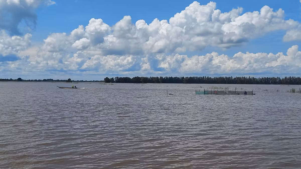 Nuoc lu ve nhieu, dan vung Dong Thap Muoi tap nap ra dong bat con gi? YAHOO 15