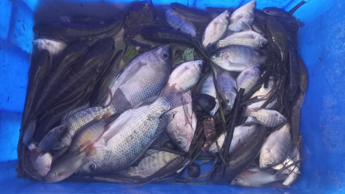 Nước lũ về nhiều, dân vùng Đồng Tháp Mười tấp nập ra đồng bắt con gì? YAHOO 15 - Hình 3 Nuoc lu ve nhieu, dan vung Dong Thap Muoi tap nap ra dong bat con gi? YAHOO 15-Hinh-3