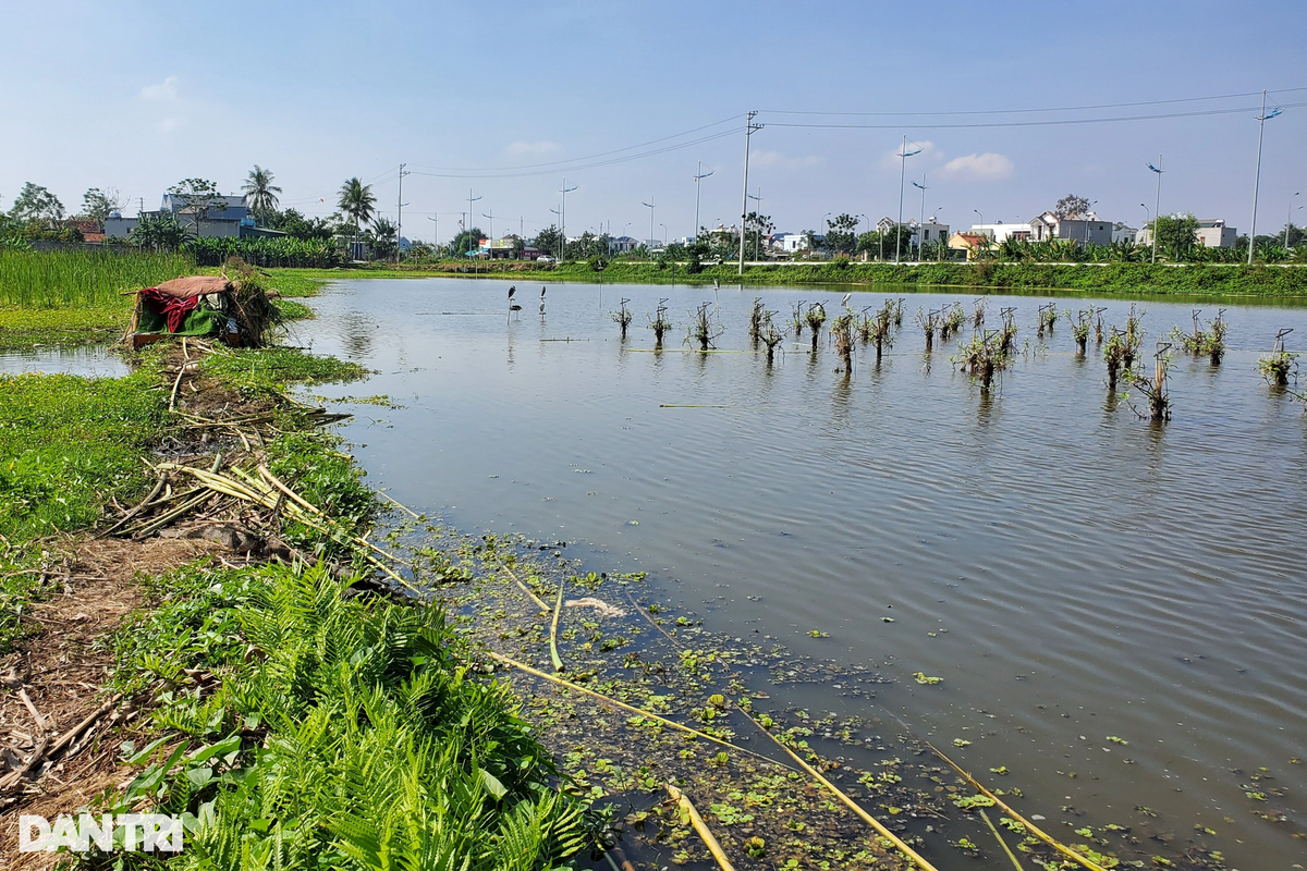 Ngày 22/11, theo chỉ dẫn của người dân, chúng tôi có mặt tại cánh đồng thôn 1, phường Quảng Hùng, thành phố Sầm Sơn, Thanh Hóa, tận mắt chứng kiến những chú cò, vạc... bị trói chân bằng dây cước, đậu trên các thân cây gỗ dưới cánh đồng để dụ đồng loại (Ảnh: Hạnh Linh).