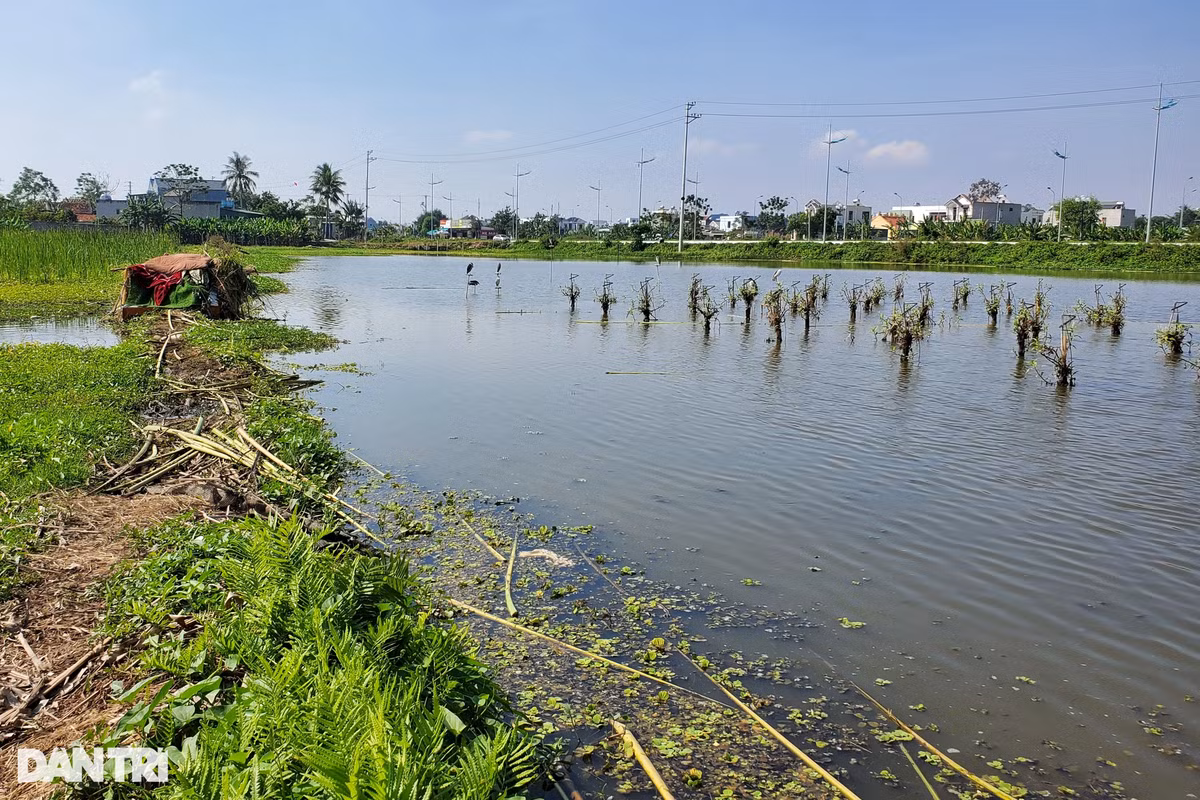 Ngày 22/11, theo chỉ dẫn của người dân, chúng tôi có mặt tại cánh đồng thôn 1, phường Quảng Hùng, thành phố Sầm Sơn, Thanh Hóa, tận mắt chứng kiến những chú cò, vạc... bị trói chân bằng dây cước, đậu trên các thân cây gỗ dưới cánh đồng để dụ đồng loại (Ảnh: Hạnh Linh).