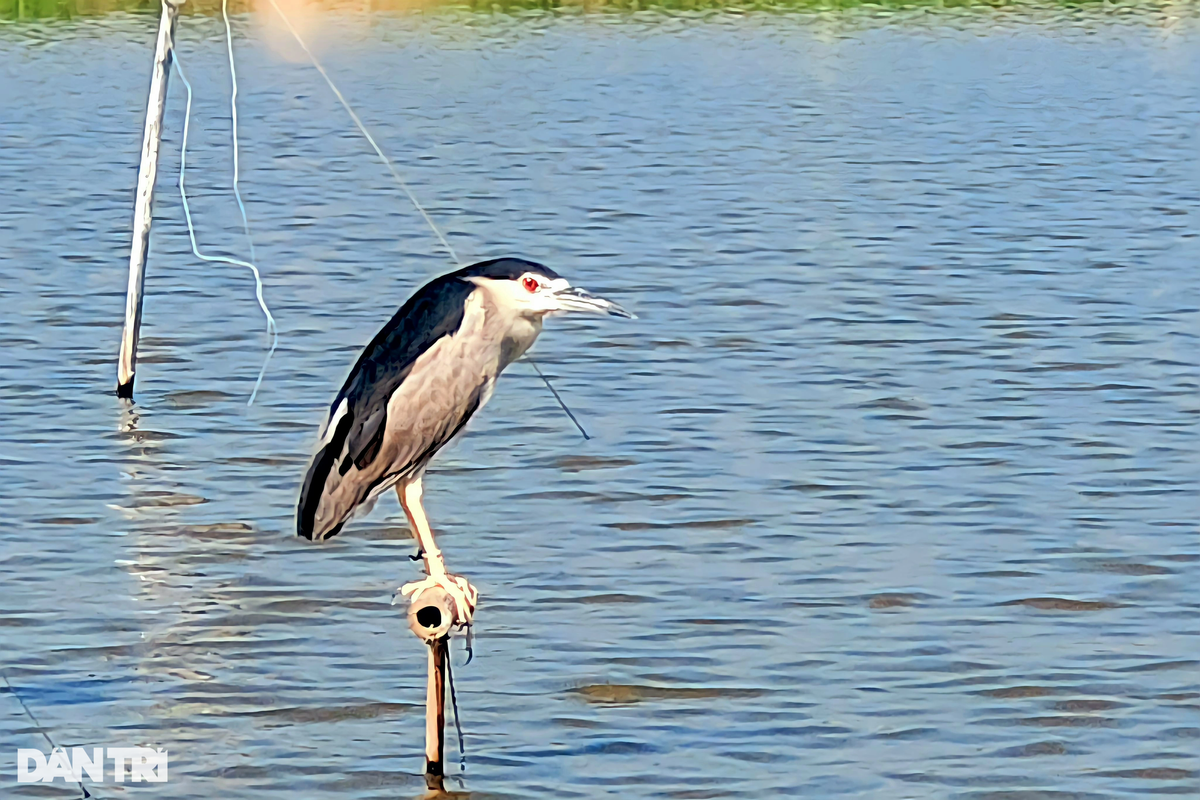 Chim mồi bị trói chân, không thể cất cánh bay. Những đàn chim hoang dã khi thấy đồng loại của mình, sẽ tin tưởng mà sà xuống và dính bẫy. Nhiều con chim mồi bị cọc từ ngày này qua ngày khác mòn mỏi nhìn đồng loại chịu chung số phận (Ảnh: Hạnh Linh).