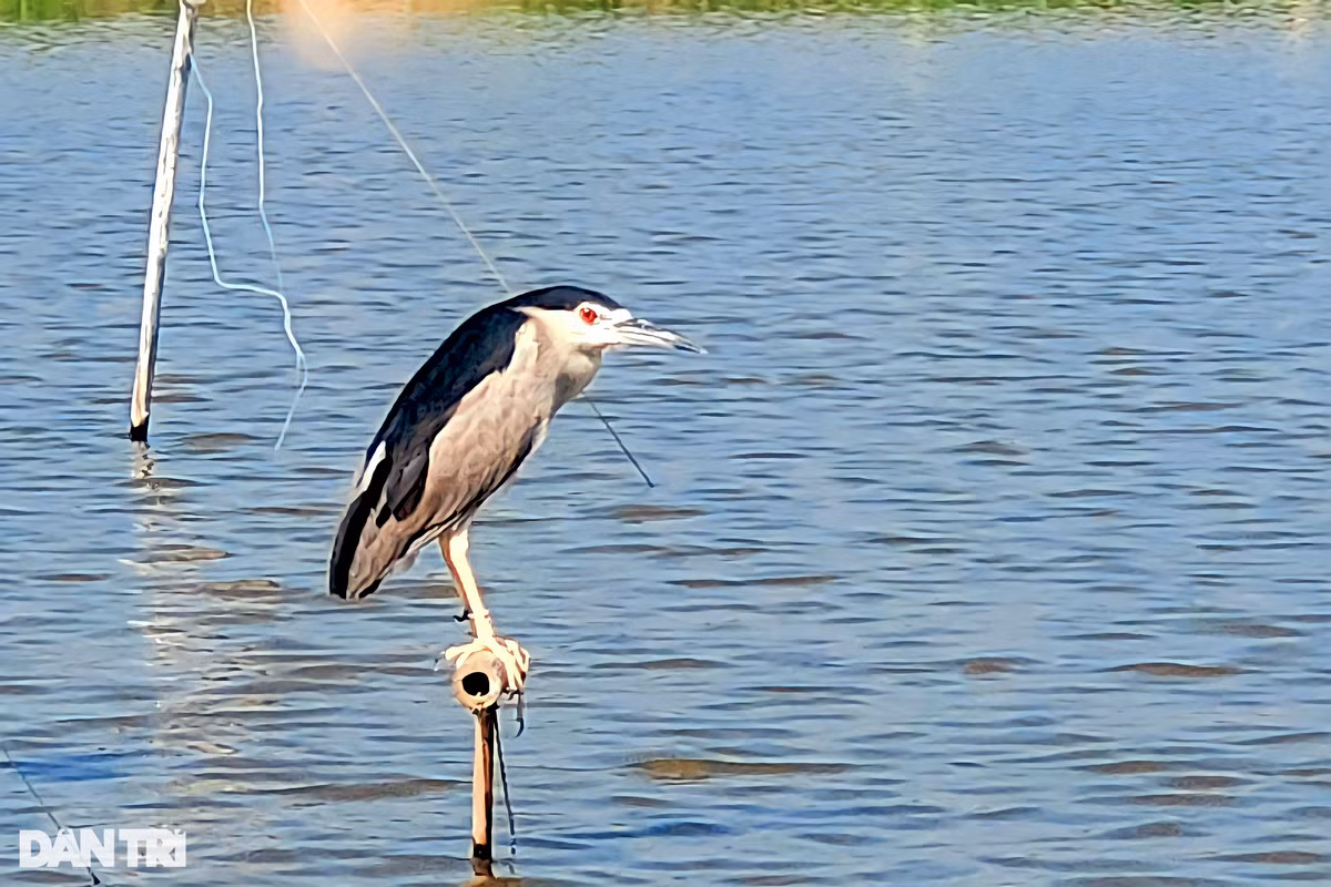 Chim mồi bị trói chân, không thể cất cánh bay. Những đàn chim hoang dã khi thấy đồng loại của mình, sẽ tin tưởng mà sà xuống và dính bẫy. Nhiều con chim mồi bị cọc từ ngày này qua ngày khác mòn mỏi nhìn đồng loại chịu chung số phận (Ảnh: Hạnh Linh).