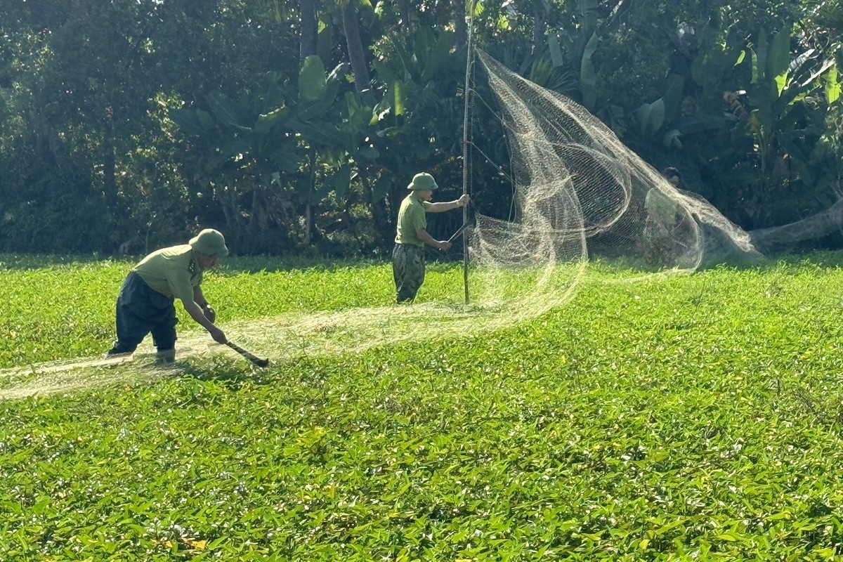 Không chỉ đặt bẫy, người dân còn dùng lưới căng ngoài đồng. Đây được gọi là những chiếc lưới tàng hình, là loại bẫy được dùng phổ biến nhất bởi khi giăng lên, nhiều loài chim bị dẫn dụ bởi các thiết bị nhân tạo của người bẫy sẽ lao xuống mà không nhìn thấy có một màn lưới đang hứng sẵn. Trong ảnh là cơ quan chức năng đang đi thu dọn lưới (Ảnh: Cơ quan chức năng cung cấp).