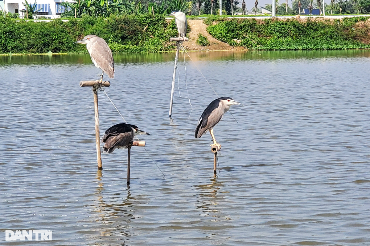 4 chú chim bị trói chân, đứng co ro giữa đầm nước với dáng vẻ mệt mỏi (Ảnh: Hạnh Linh).