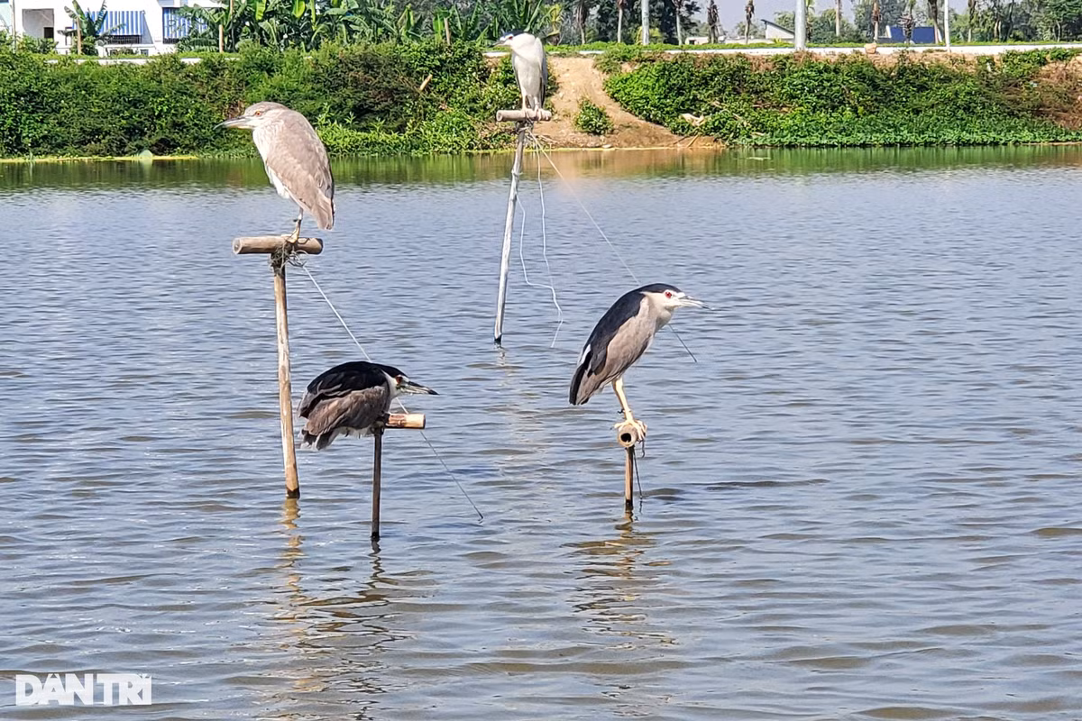 4 chú chim bị trói chân, đứng co ro giữa đầm nước với dáng vẻ mệt mỏi (Ảnh: Hạnh Linh).