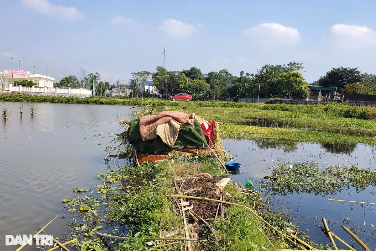 Mùa bẫy chim, cò bắt đầu từ đầu tháng 9 đến tháng 12 âm lịch hàng năm. Thường tháng 10 nhiều chim, cò nhất. Mỗi con cò, vạc có giá bán 30.000 đồng/kg, các loại chim thì rẻ hơn. Với nhiều lao động không có công việc ổn định thì xem đây là một nghề mang nguồn thu nhập trong lúc nông nhàn. (Ảnh: Một túp lều ở thôn 1, phường Quảng Hùng, thành phố Sầm Sơn của người dân dùng để ở, mai phục bẫy cò (Ảnh: Hạnh Linh).