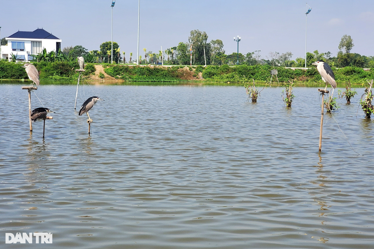 Theo lãnh đạo UBND phường Quảng Hùng, địa phương đã nhiều lần thông báo, tuyên truyền đến người dân bảo vệ động vật hoang dã, bắt những người vi phạm ký cam kết; phân công cán bộ kiểm tra, theo dõi tình trạng giăng lưới, đặt bẫy chim hoang dã, chim di cư. Song một số người dân vẫn lén lút đặt bẫy chim, cò (Ảnh: Hạnh Linh).