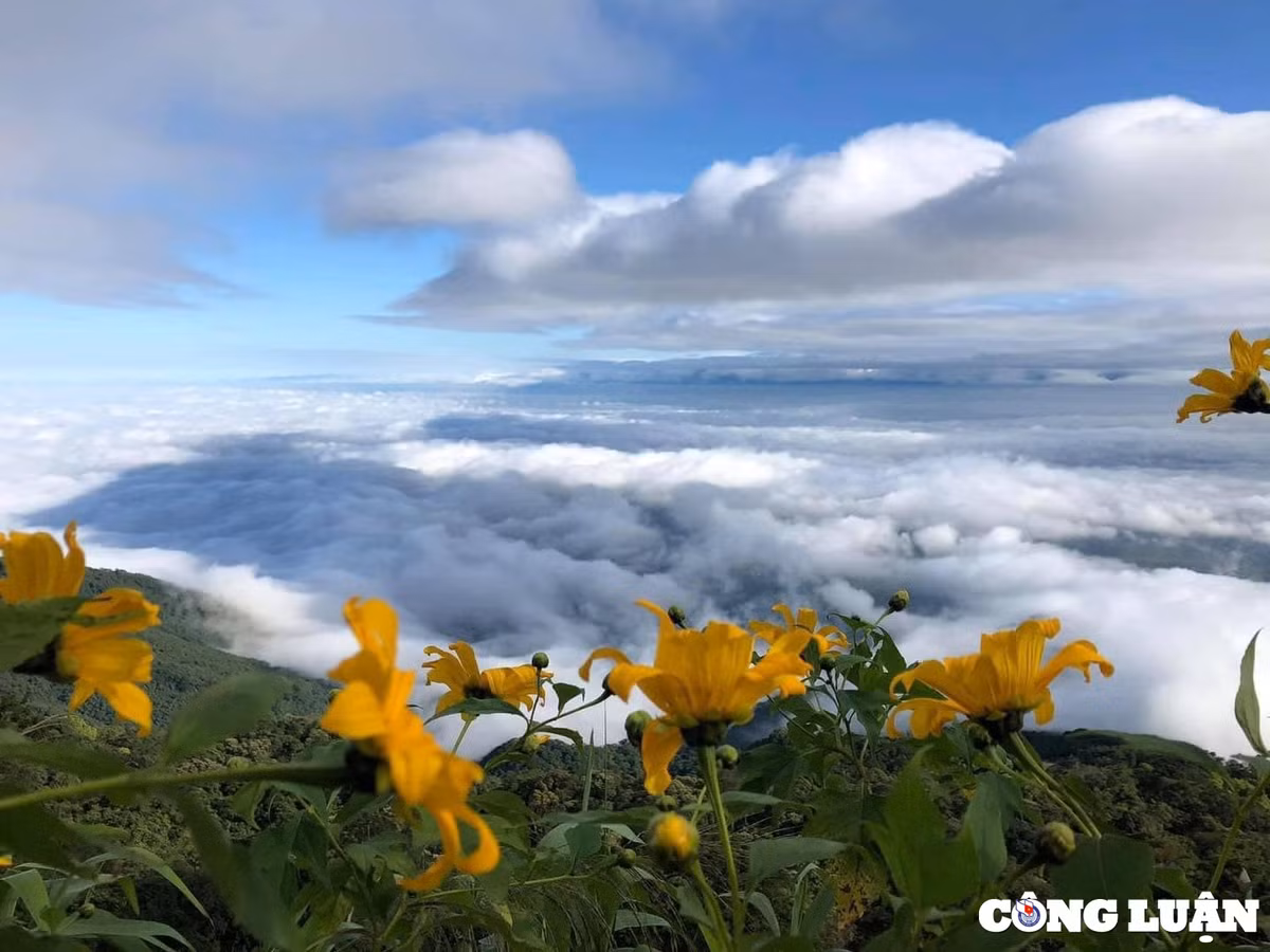 cuoi thu ngam sac hoa da quy vang ruc tai ba vi hinh 1