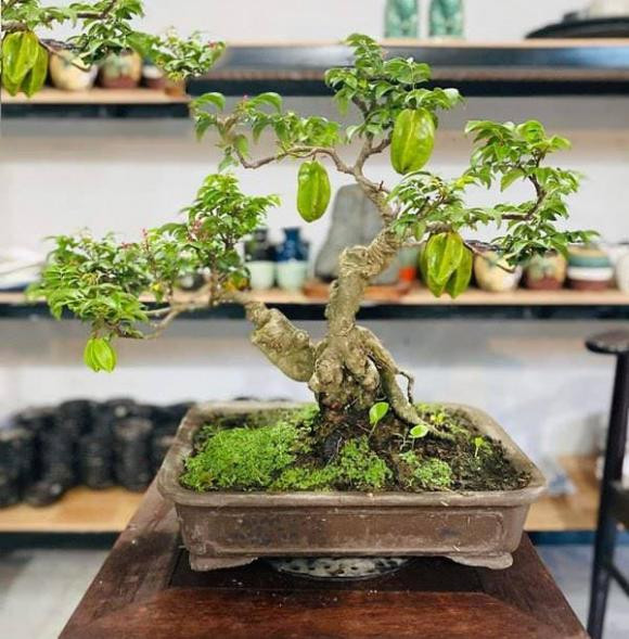 Nguoi thuoc 2 menh, trong cay khe trong nha cang nhieu loc-Hinh-2