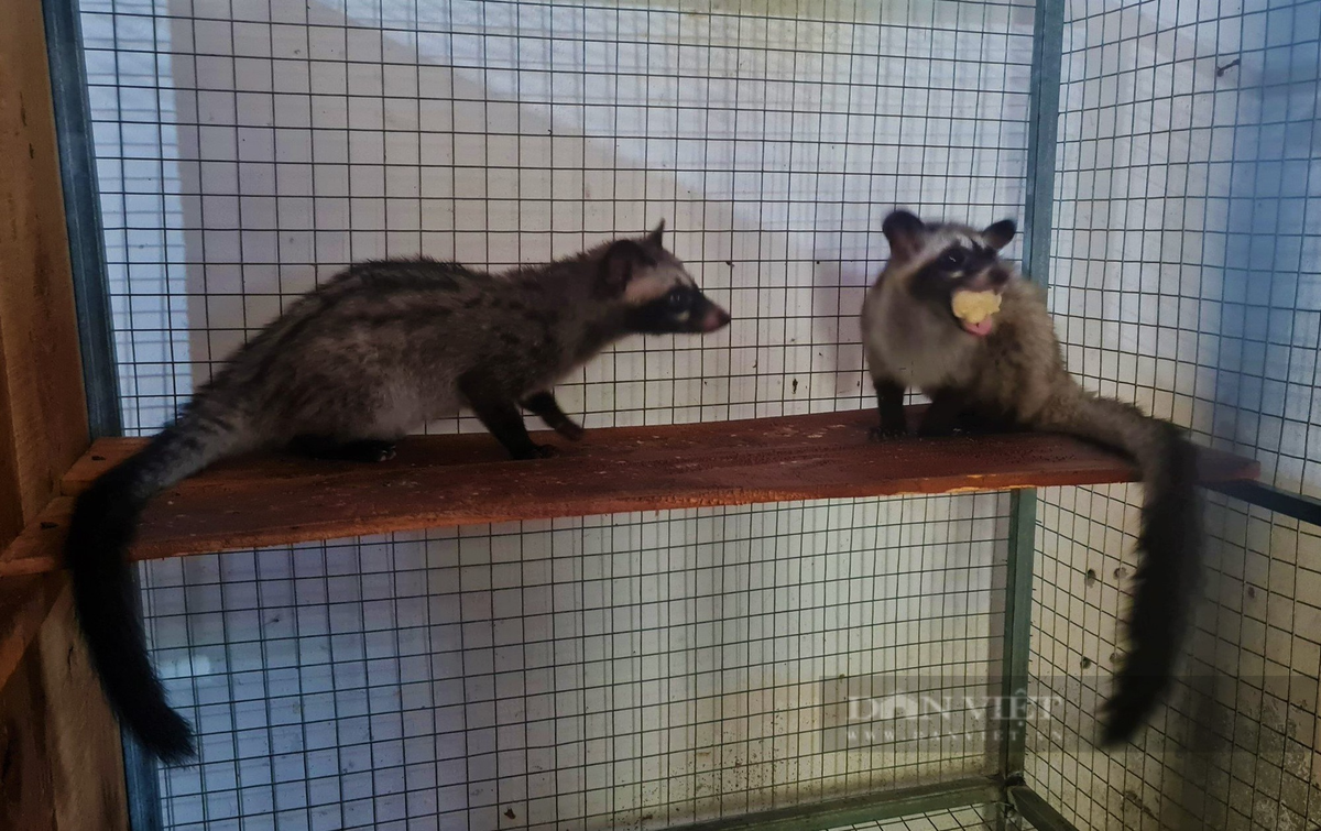 Nghệ An: Bỏ tiền tỷ nuôi chồn hương, nói bán là hết sạch - Hình 6 Nghe An: Bo tien ty nuoi chon huong, noi ban la het sach-Hinh-6