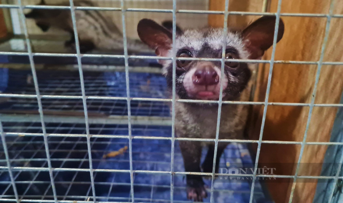 Nghệ An: Bỏ tiền tỷ nuôi chồn hương, nói bán là hết sạch - Hình 8 Nghe An: Bo tien ty nuoi chon huong, noi ban la het sach-Hinh-8