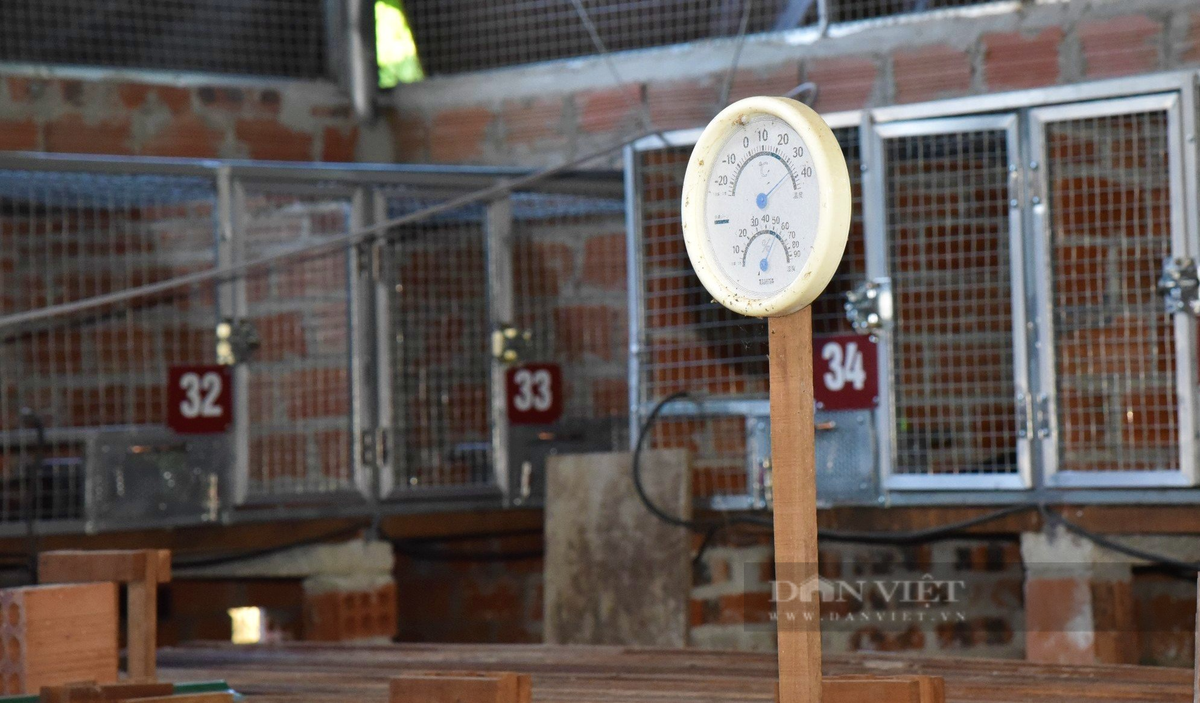 Nghệ An: Bỏ tiền tỷ nuôi chồn hương, nói bán là hết sạch - Hình 3 Nghe An: Bo tien ty nuoi chon huong, noi ban la het sach-Hinh-3