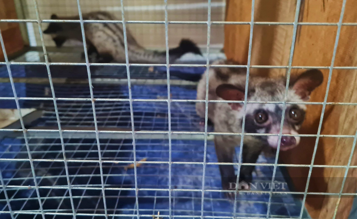 Nghệ An: Bỏ tiền tỷ nuôi chồn hương, nói bán là hết sạch - Hình 2 Nghe An: Bo tien ty nuoi chon huong, noi ban la het sach-Hinh-2