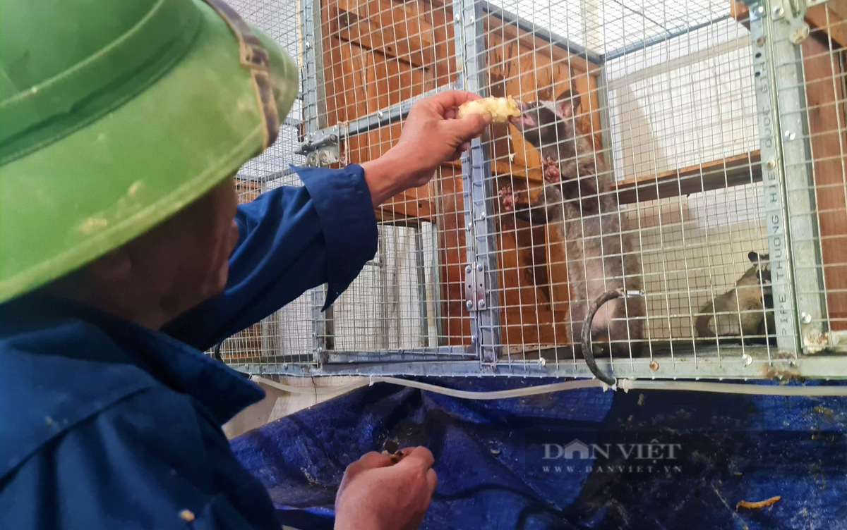 Nghệ An: Bỏ tiền tỷ nuôi chồn hương, nói bán là hết sạch - Hình 5 Nghe An: Bo tien ty nuoi chon huong, noi ban la het sach-Hinh-5
