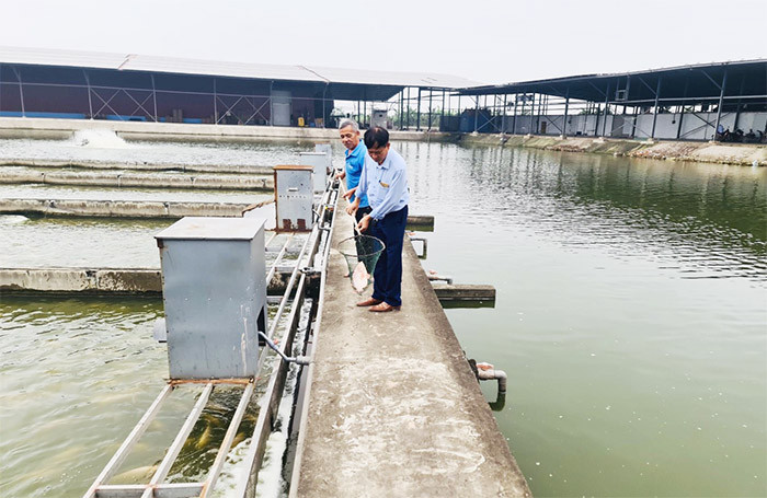 Nuôi cá sông trong ao, tỷ phú Hải Dương bán 500 tấn/năm - Hình 2 Nuoi ca song trong ao, ty phu Hai Duong ban 500 tan/nam-Hinh-2