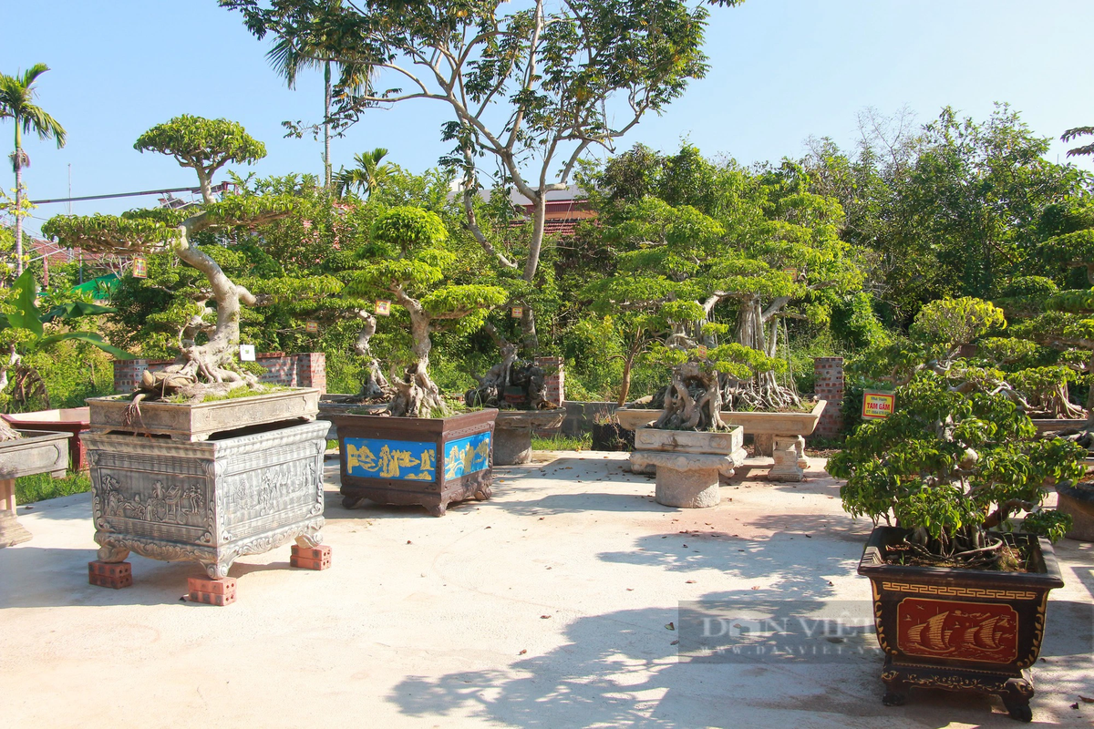 Anh nong dan Nam Dinh lieu trong cay canh nao ngo lai tien ty-Hinh-2