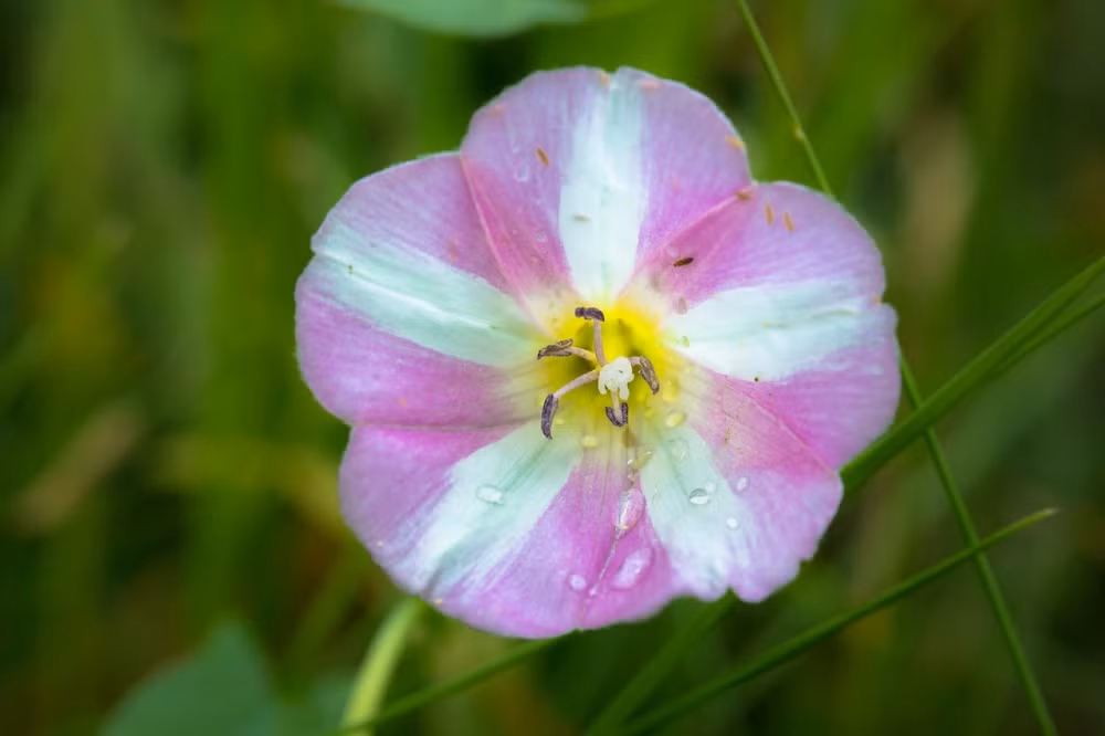 Tham vong manh me: 3 con giap duoc du doan se lam nen chuyen