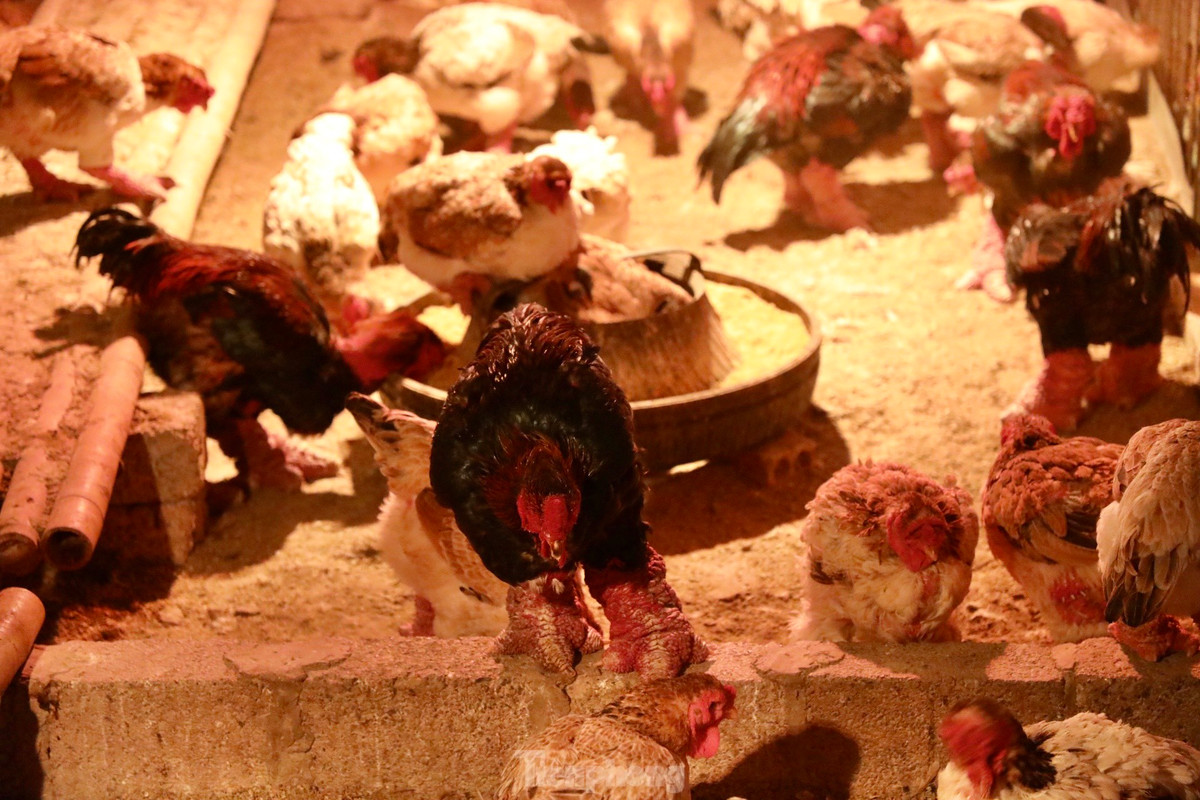 Ngam ga di tat, nam den hong ngoai gia 'khung'-Hinh-6