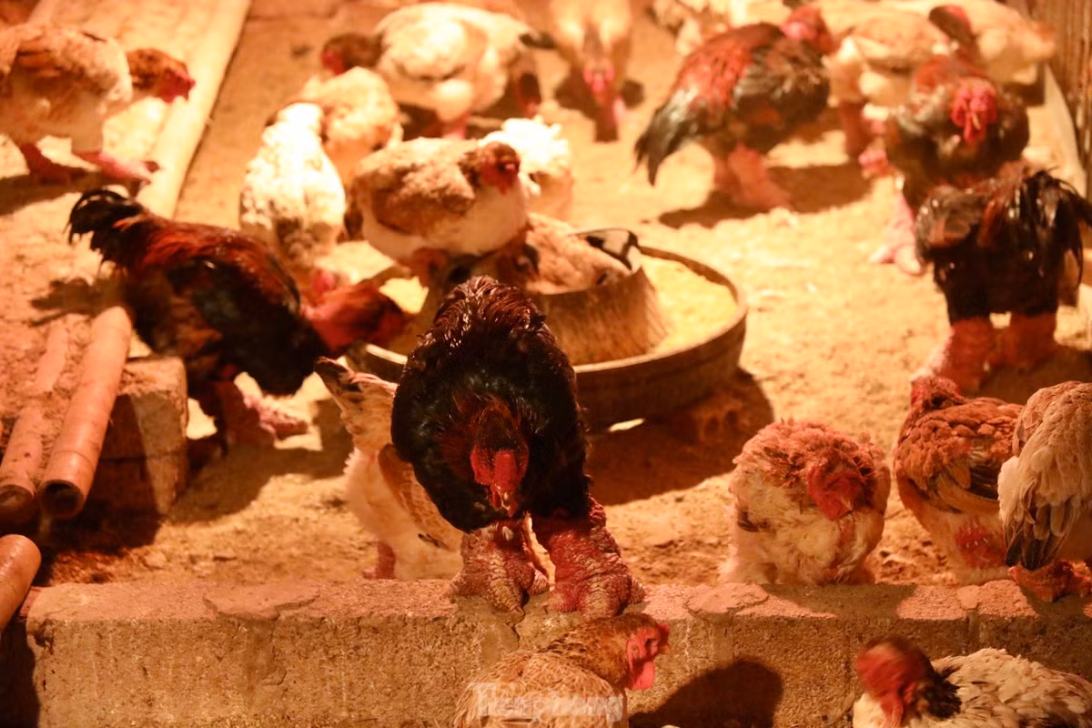 Ngam ga di tat, nam den hong ngoai gia 'khung'-Hinh-6