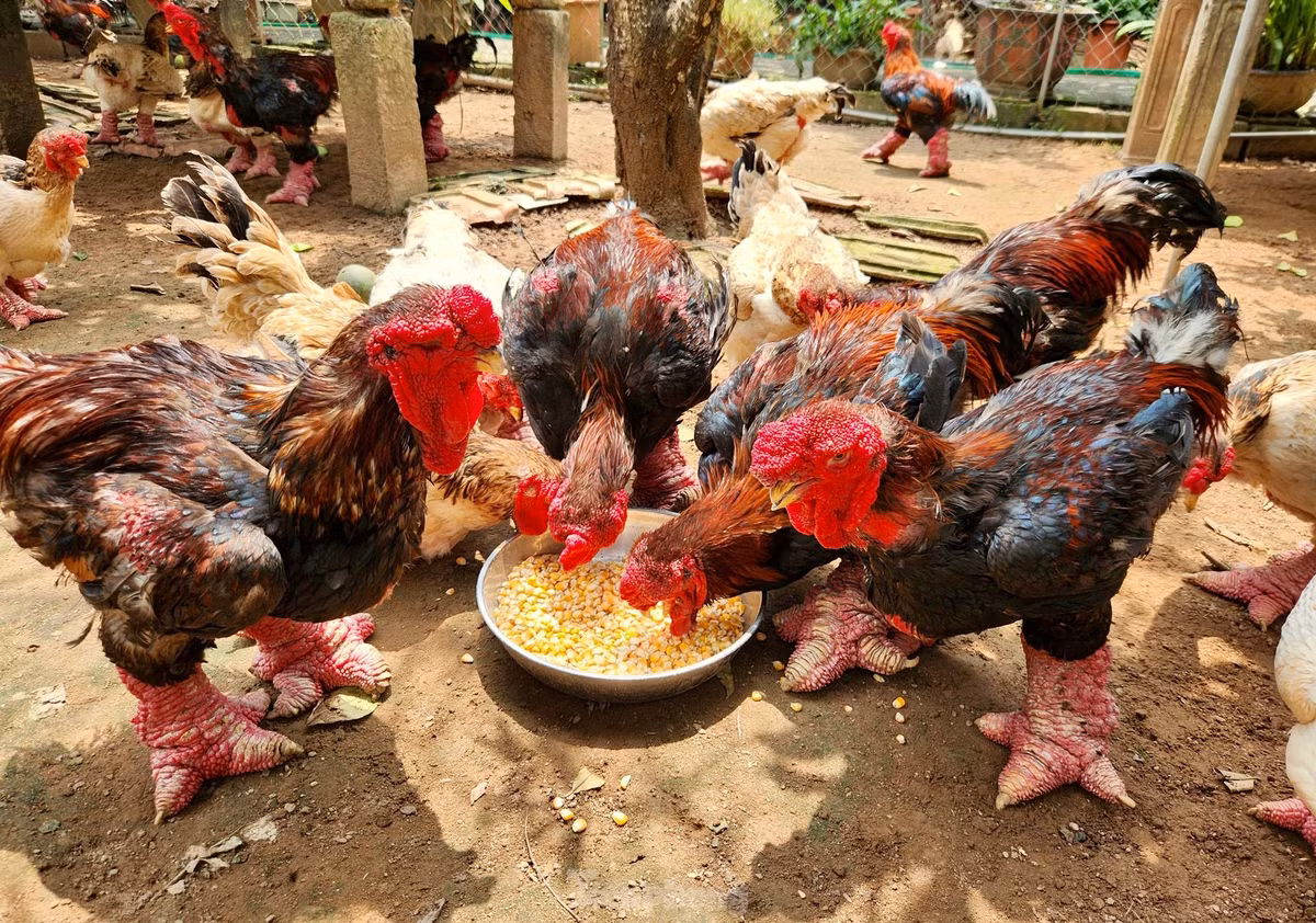 Ngam ga di tat, nam den hong ngoai gia 'khung'