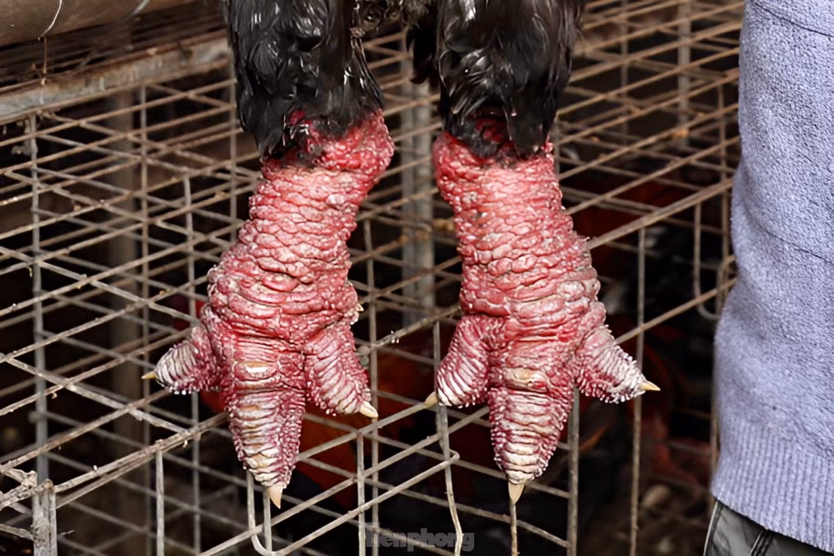 Ngam ga di tat, nam den hong ngoai gia 'khung'-Hinh-9