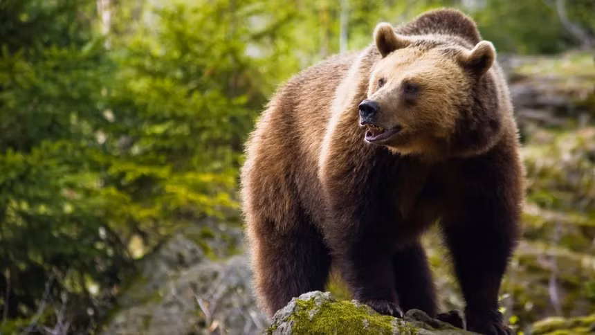 Gau nau “hung than” tan cong hang loat nguoi, chet bi an ben nan nhan cuoi cung YAHOO 22-Hinh-2