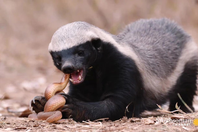 CLIP: ‘Kẻ bố đời’ tấn công, hạ sát rắn nốt ruồi trong nháy mắt CLIP: ‘Ke bo doi’ tan cong, ha sat ran not ruoi trong nhay mat