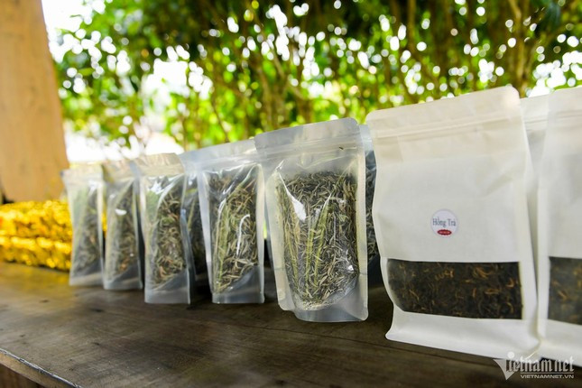 Cay che Shan tuyet co thu 500 tuoi, gia hon 6 ty dong khong ban-Hinh-7