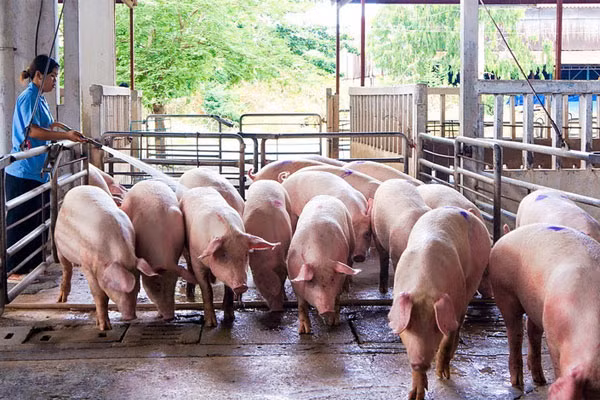 Gan Tet, chu trai buon rau ban lo den tien ty moi lua lon