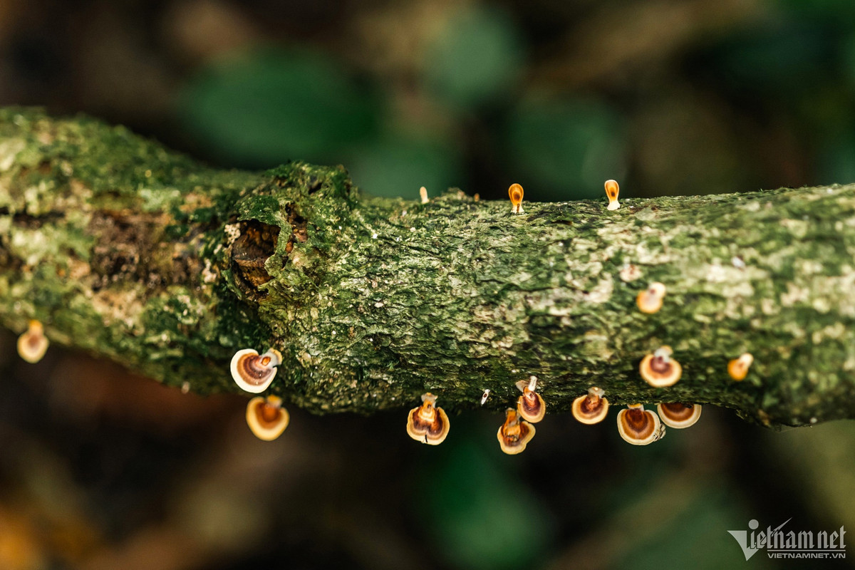 Cửa Tử bao gồm 7 cửa: Cửa Tử 1 thích hợp cho việc picnic, dã ngoại; Cửa Tử 2 đến Cửa Tử 7 dành riêng cho các trekker ưa cảm giác mạnh.