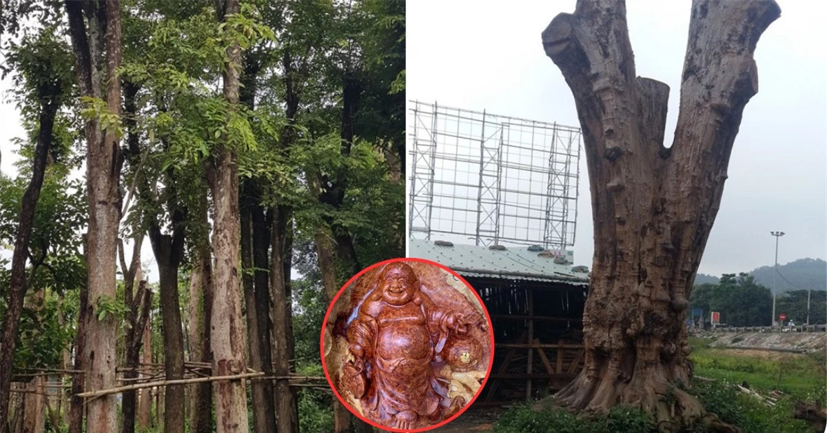 Dai gia so huu “bau vat” Loai go quy nga gia trieu do khong ban