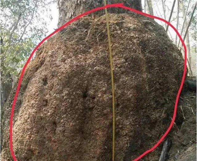 Dai gia so huu “bau vat” Loai go quy nga gia trieu do khong ban-Hinh-3